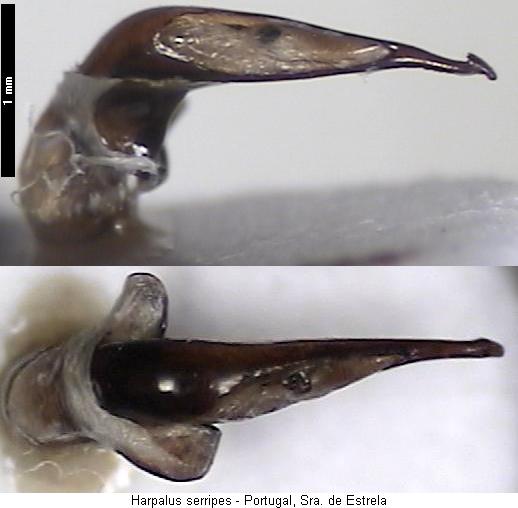 harpalus_serripes.jpg