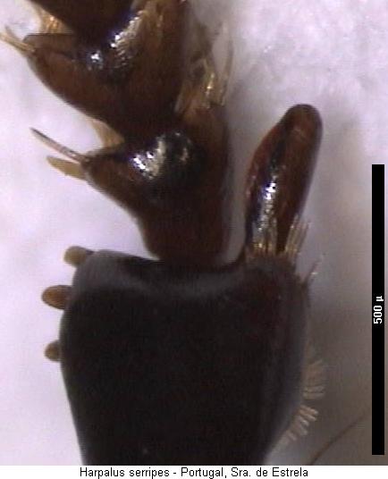 harpalus_serripes_vtr.jpg