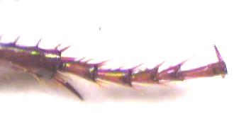 harpalus_tr.jpg