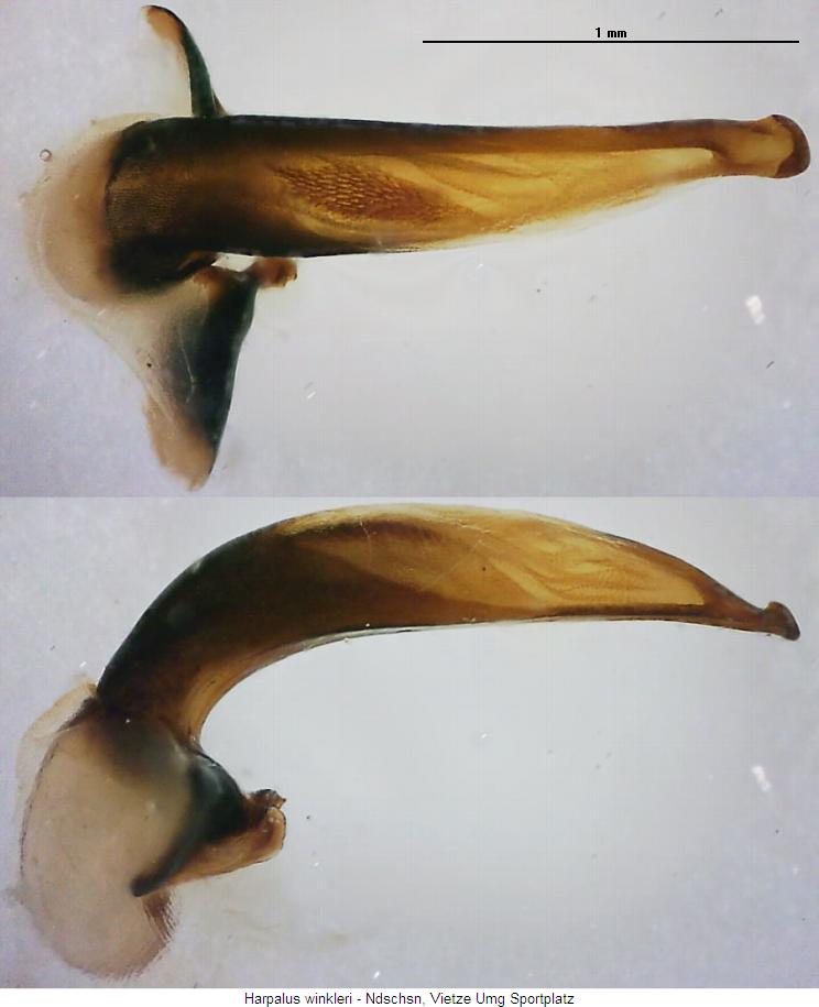 harpalus_winkleri.jpg