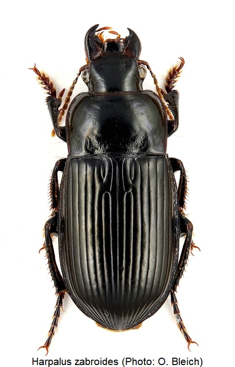 harpalus_zabroides_hab-1.jpg