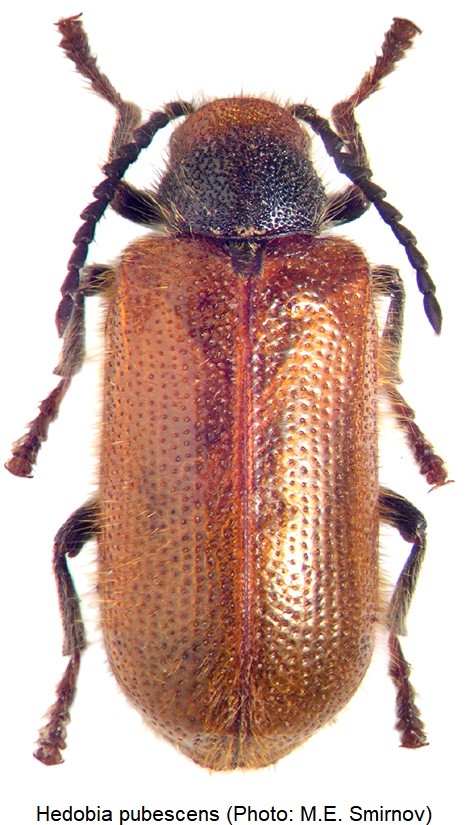 hedobia_pubescens_hab-1.jpg