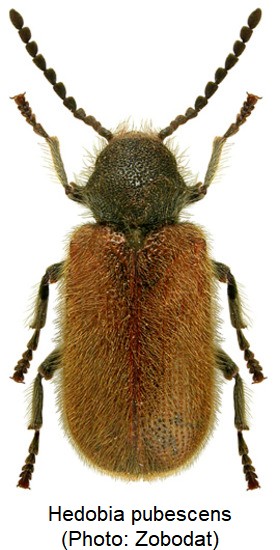 hedobia_pubescens_hab.jpg