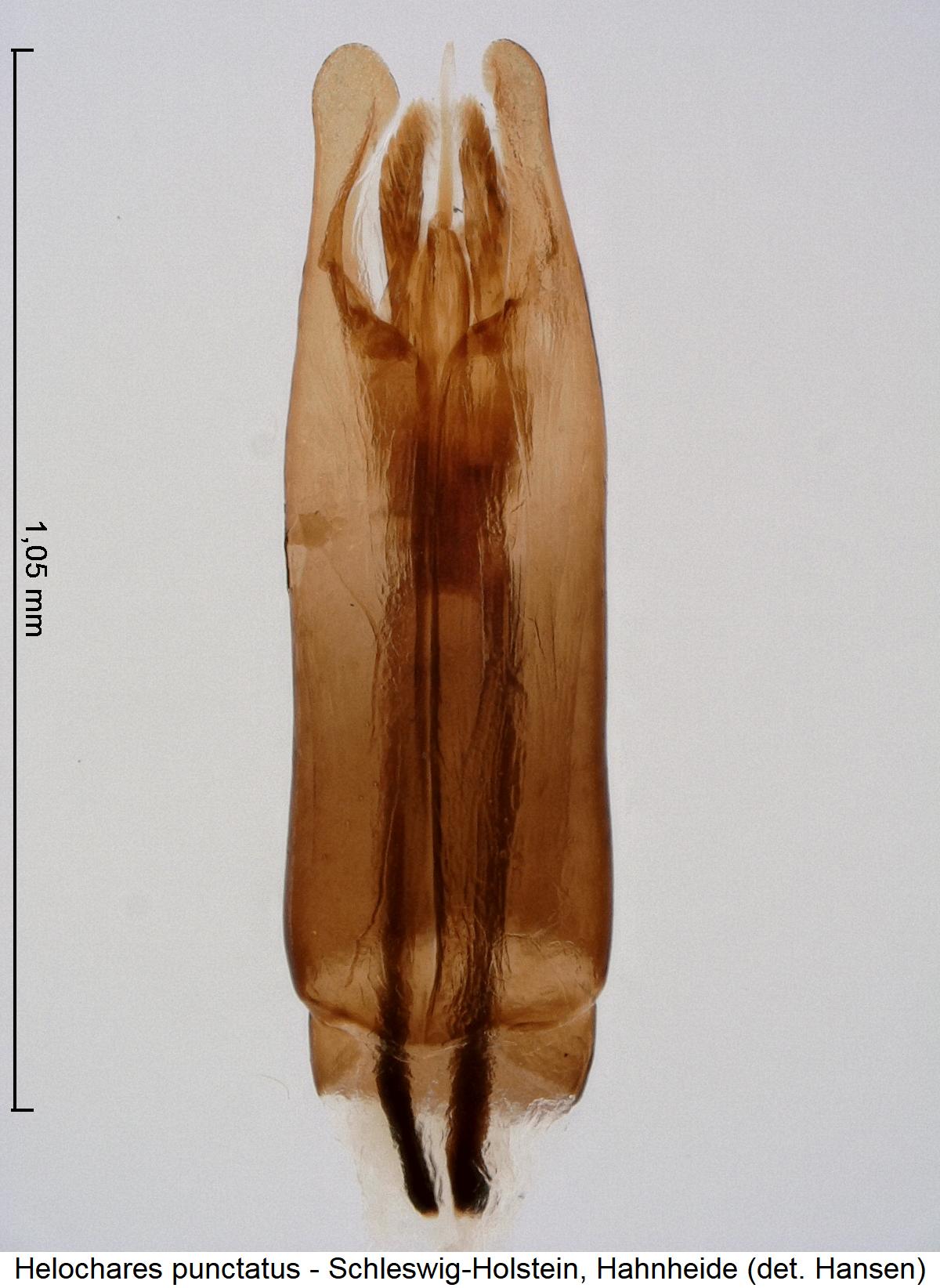 helochares_punctatus.jpg