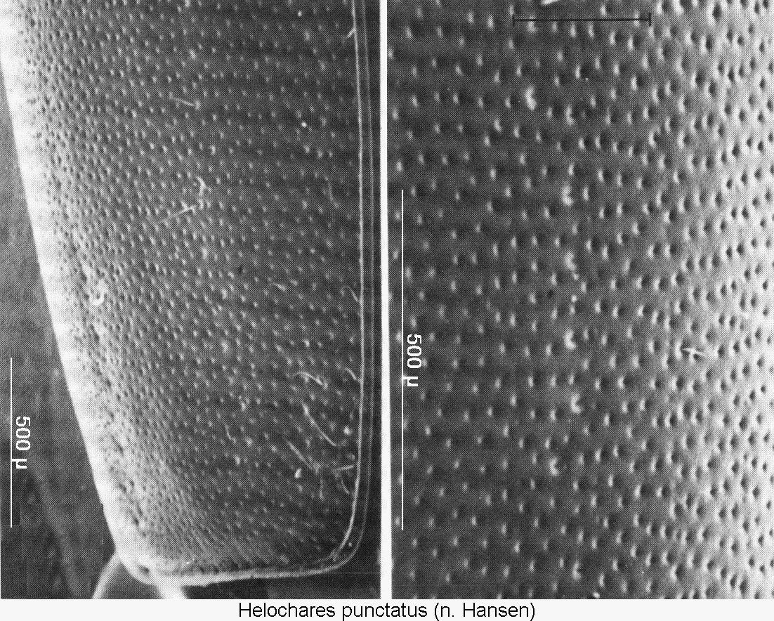 helochares_punctatus_fld.gif