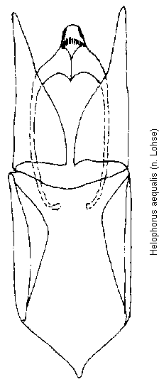 helophorus_aequalis.gif