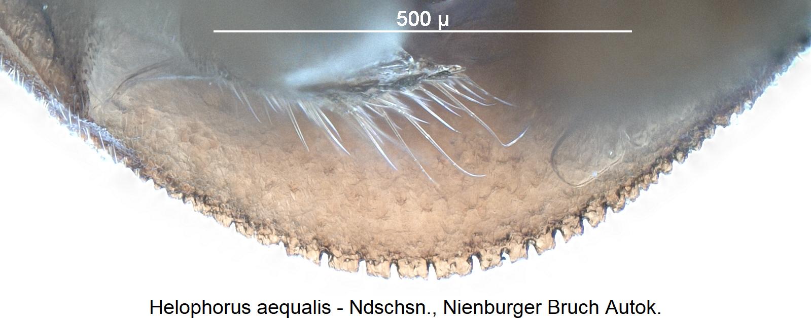 helophorus_aequalis_ster.jpg
