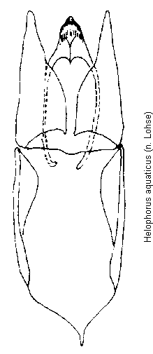 helophorus_aquaticus.gif