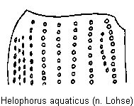 helophorus_aquaticus_fld.gif