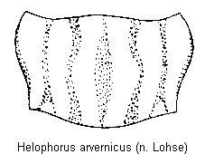 helophorus_arvernicus_hsch.gif