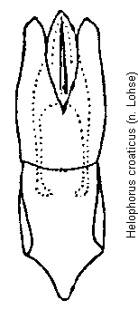 helophorus_croaticus.gif