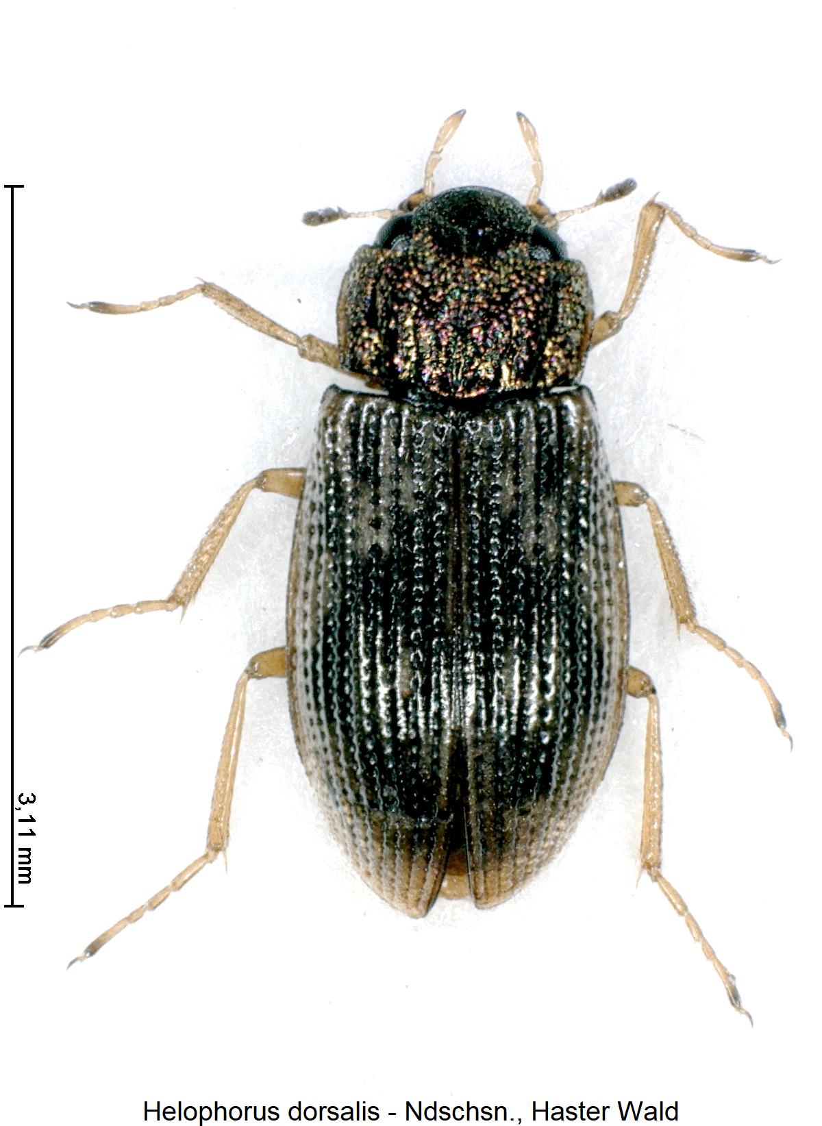 helophorus_dorsalis_hab2.jpg
