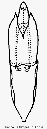 helophorus_flavipes.gif