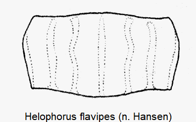 helophorus_flavipes_hsch-1.gif