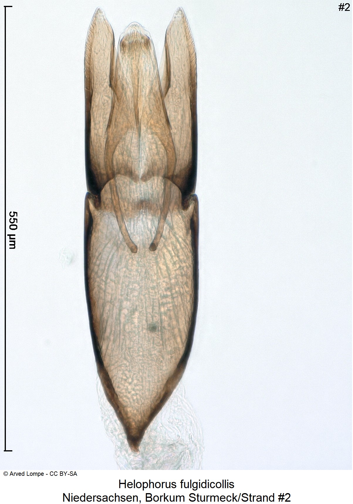 helophorus_fulgidicollis_nr2_ck33164073.jpg