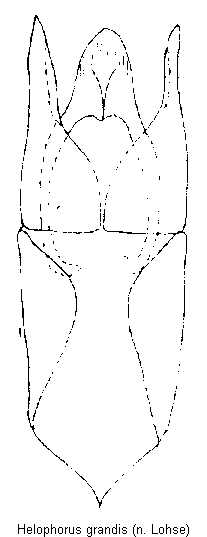 helophorus_grandis.gif