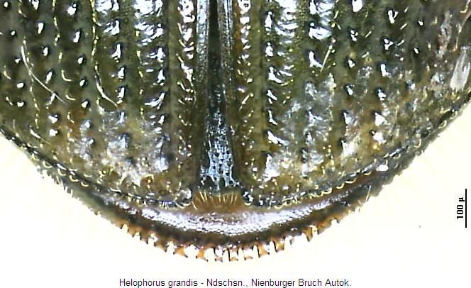helophorus_grandis_ast.jpg