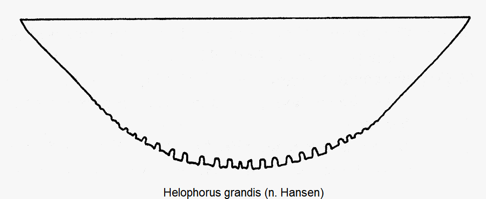 helophorus_grandis_ster.gif