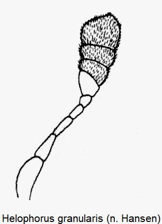 helophorus_granularis_f.gif