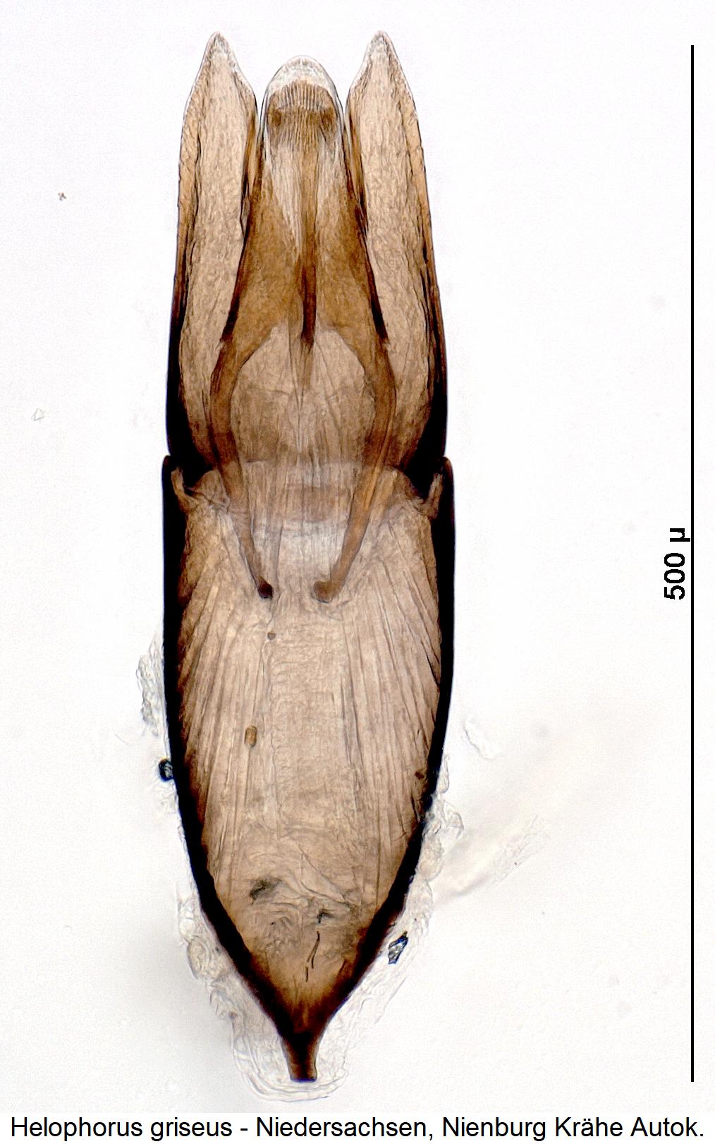 helophorus_griseus1.jpg