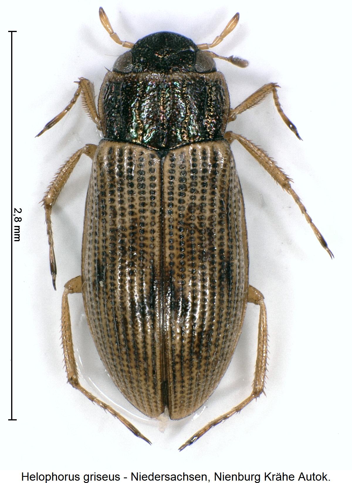helophorus_griseus_hab.jpg