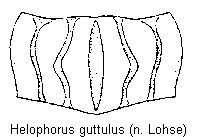 helophorus_guttulus_hsch.gif