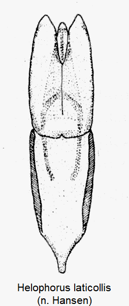 helophorus_laticollis-1.gif