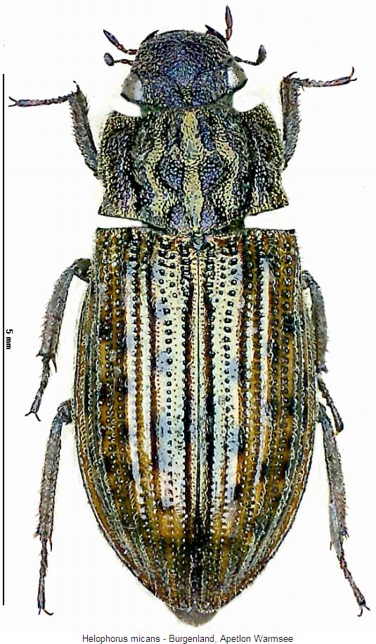 helophorus_micans_hab.jpg