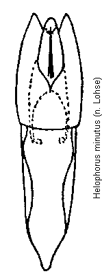 helophorus_minutus.gif