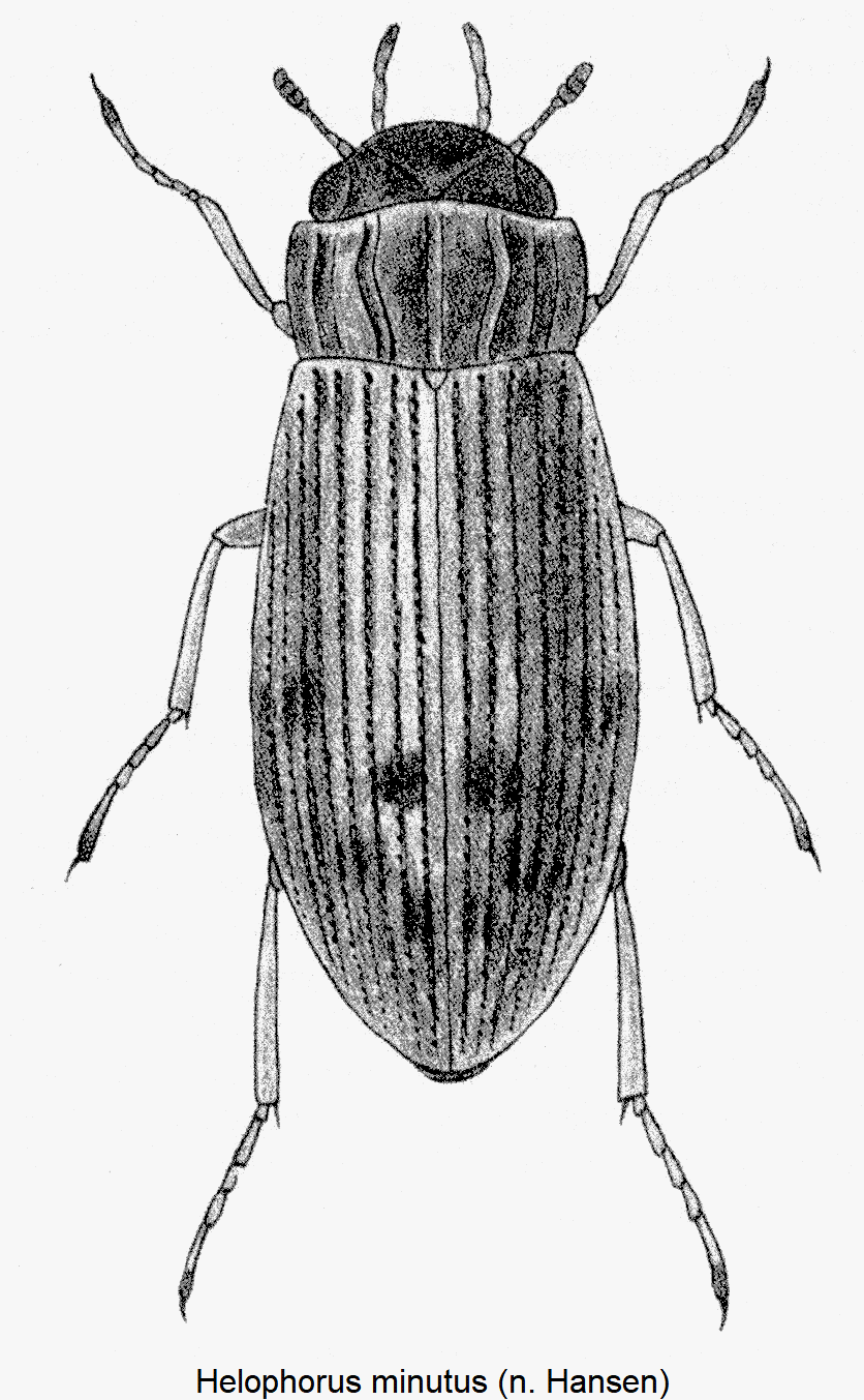 helophorus_minutus_hab-1.gif