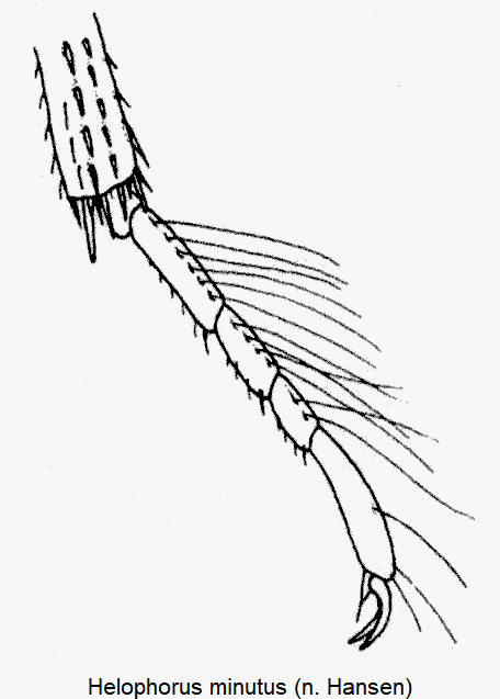 helophorus_minutus_htr.gif