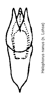 helophorus_nanus.gif