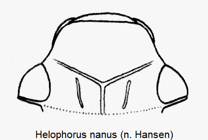 helophorus_nanus_k.gif