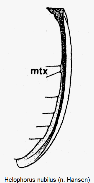 helophorus_nubilus_epipleuren.gif