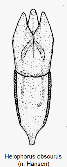 helophorus_obscurus-1.gif