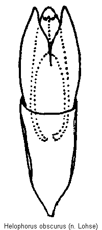 helophorus_obscurus.gif