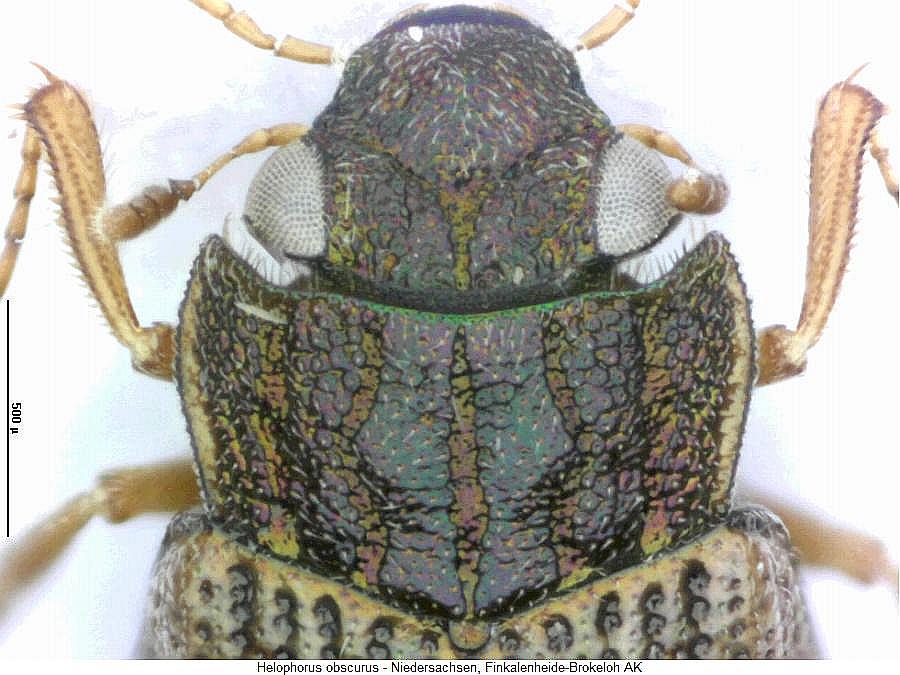 helophorus_obscurus_vk.jpg