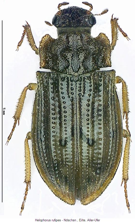 helophorus_rufipes_hab.jpg