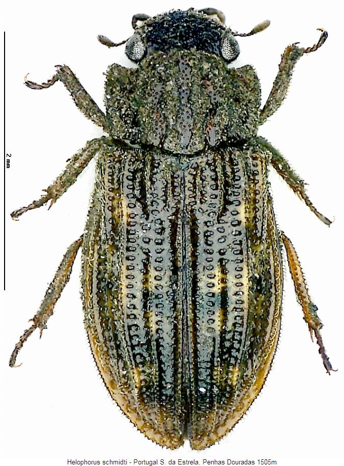 helophorus_schmidti_hab.jpg