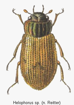 helophorus_sp_rtt.gif