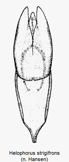 helophorus_strigifrons-1.gif