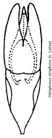 helophorus_strigifrons.gif