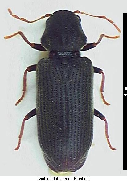 hemicoelus_fulvicorne_hab.jpg