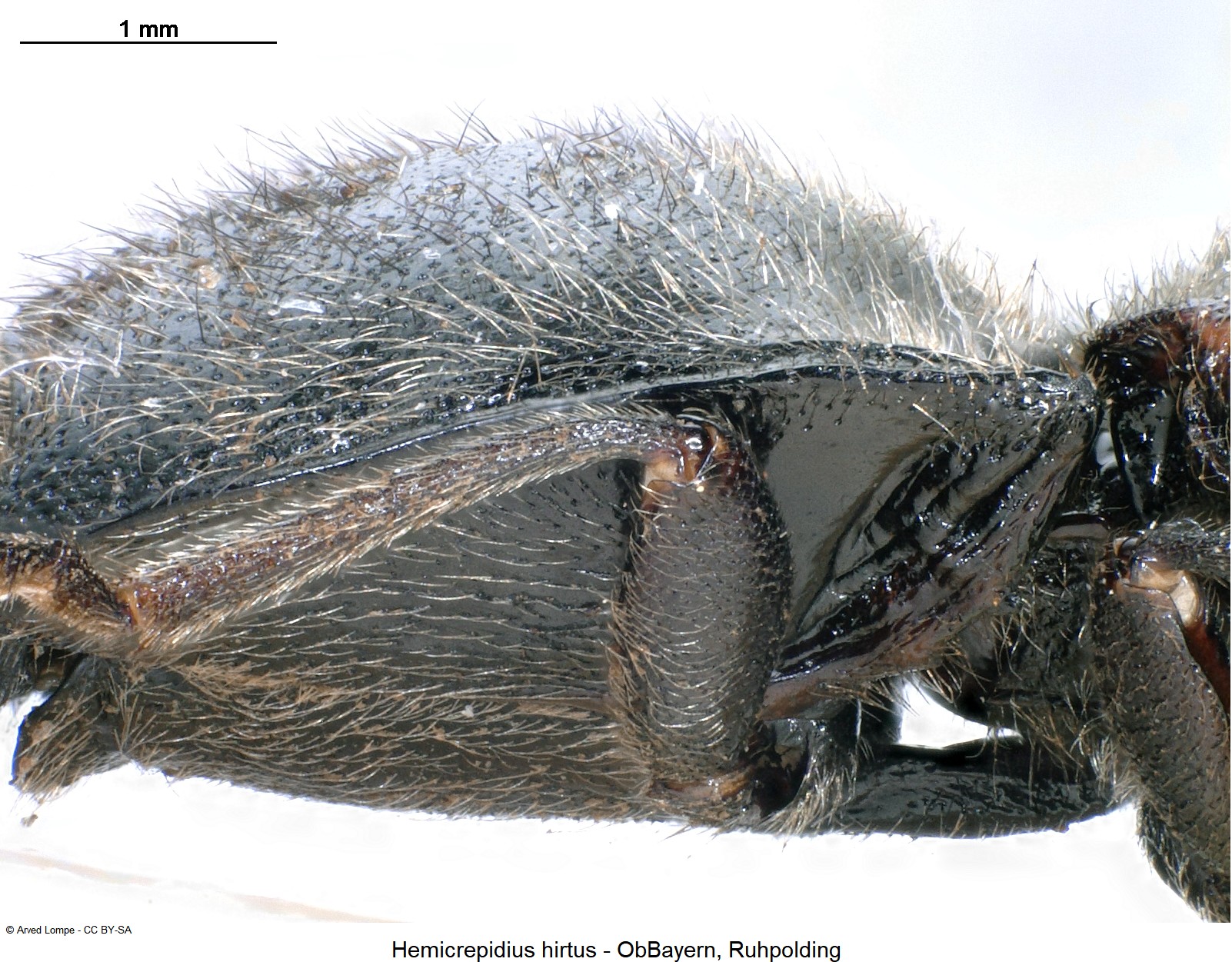 hemicrepidius_hirtus_ck7090_sa.jpg