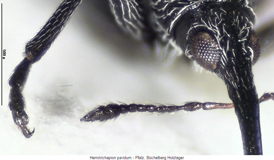 hemitrichapion_pavidum_vk.jpg