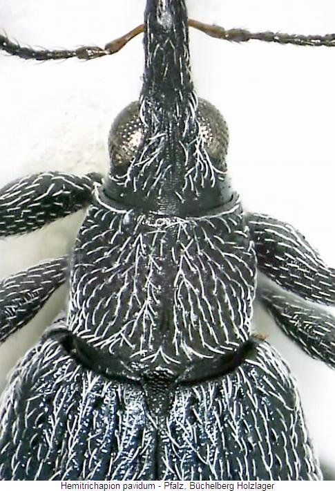 hemitrichapion_pavidum_vk2.jpg