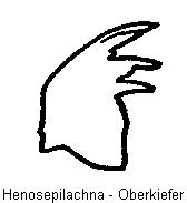 henosepilachna_okf.gif