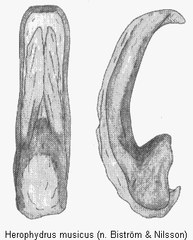 herophydrus_musicus.gif