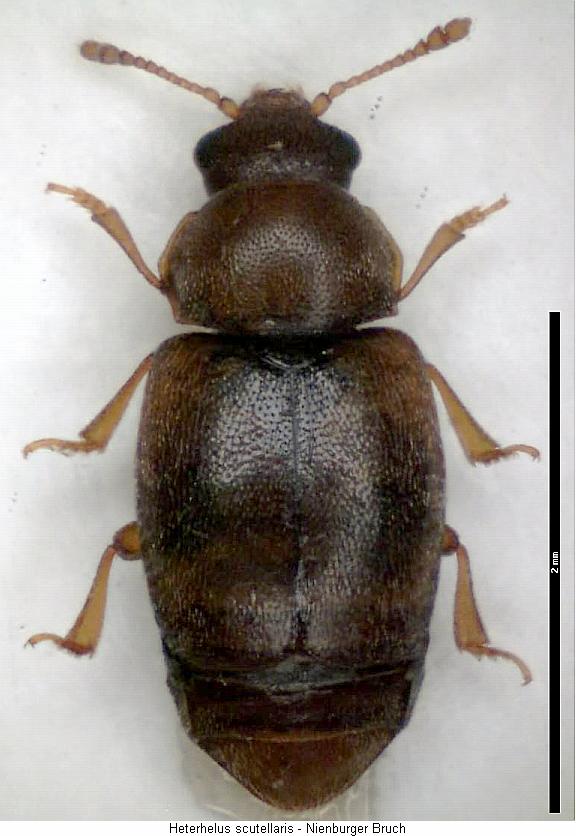 heterhelus_scutellaris_hab.jpg