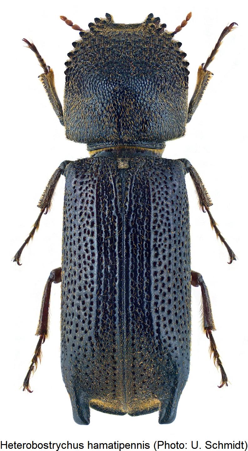 heterobostrychus_hamatipennis_hab.jpg